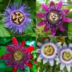 Krishna Kamal - Passiflora  -Passion flowers Plant (Random Colors)