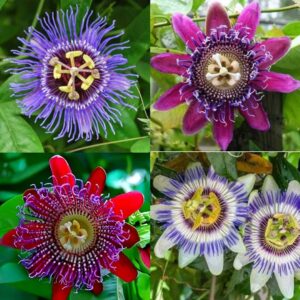 Krishna Kamal – Passiflora -Passion flowers Plant (Random Colors)