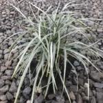 Liriope spicata 'Silver Dragon'(Fountain plant/ Monkey grass)