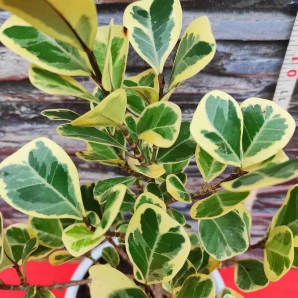 Ficus Triangularis Variegata - Image 5