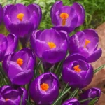 Crocus Vernus 'Flower Record' (Dutch Crocus)