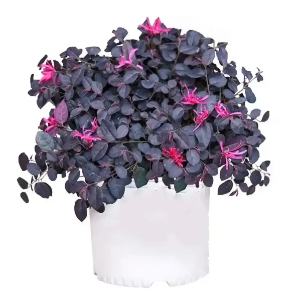 Loropetalum chinense(Chinese fringe flower) Plant - Image 3