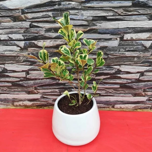 Ficus Triangularis Variegata - Image 3