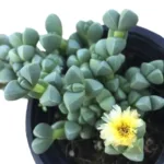 Delosperma Lehmannii (Ice Plant) Miniature Succulent