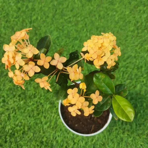 Ixora Rugmini Coccinea Dwarf Yellow plant