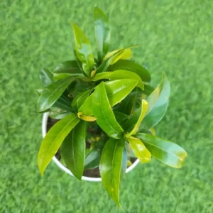 Ixora(Rugmini) Mini Dwarf New (Pink)
