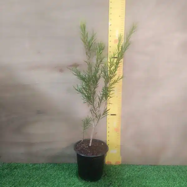 Red bottlebrush (Callistemon citrinus/crimson bottlebrush) - Image 7