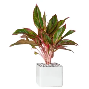 Aglaonema Red Lipstick (Siam Aurora)
