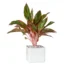 Aglaonema Red Lipstick Siam Aurora