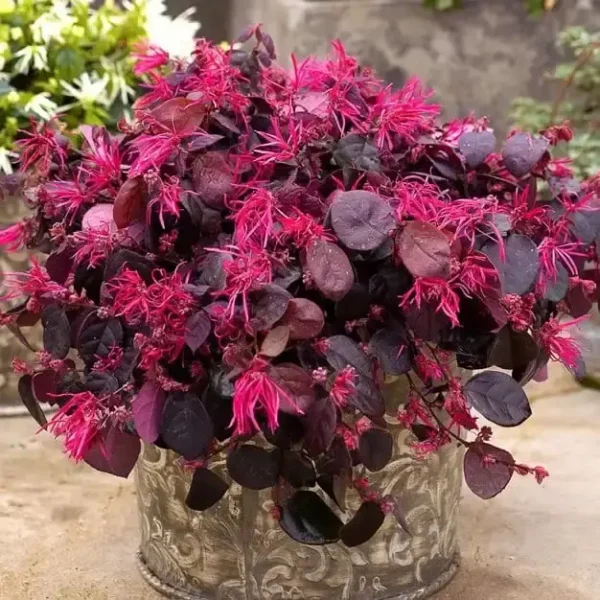 Loropetalum chinense(Chinese fringe flower) Plant - Image 7