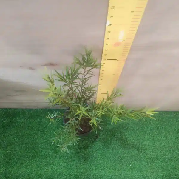 Red bottlebrush (Callistemon citrinus/crimson bottlebrush) - Image 10