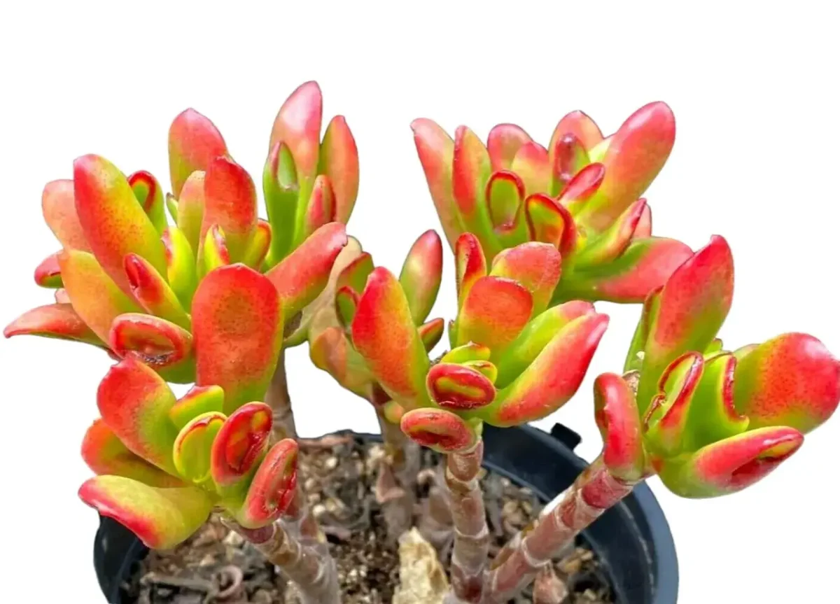 indoor self watering planter Self Watering Planter with Stand – Modena Indoor main image 0