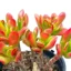 Crassula Ogre Ears succulent