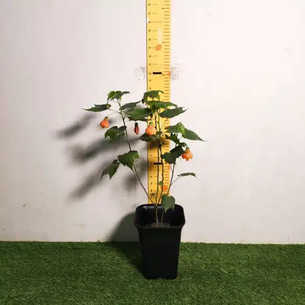 Chinese Lantern Hibiscus (Hibiscus schizopetalus) Red Color - Image 2