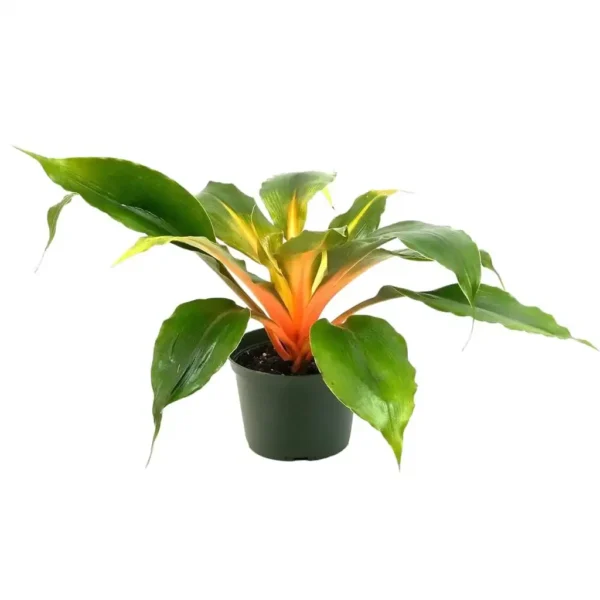 Fire Flash Spider Plant (Chlorophytum orchidastrum ‘Green Orange’) - Image 4