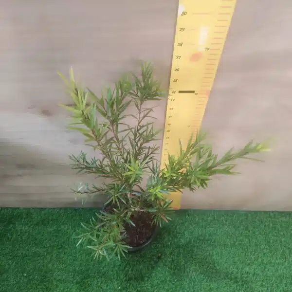 Red bottlebrush (Callistemon citrinus/crimson bottlebrush) - Image 8