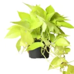 Neon Pothos (Epipremnum Aureum Neon)