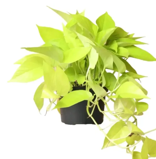 Neon Pothos (Epipremnum Aureum Neon)