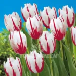 Holland Tulip Happy Generation Bulbs