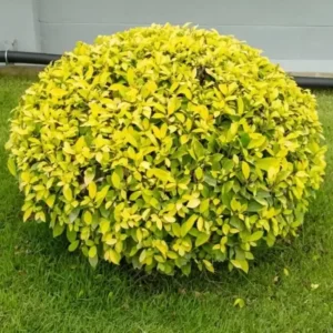 Ficus Panda Yellow Ornamental Plant