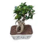 Ficus Microcarpa Ginseng Bonsai Plant - Image 11