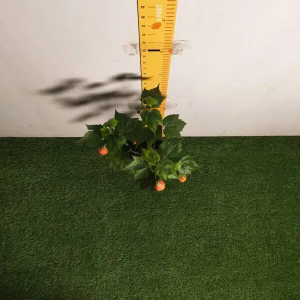 Chinese Lantern Hibiscus (Hibiscus schizopetalus) Red Color - Image 8