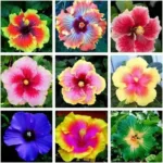 Hibiscus (Gudhal) hybrid dwarf plant (Mixed color)