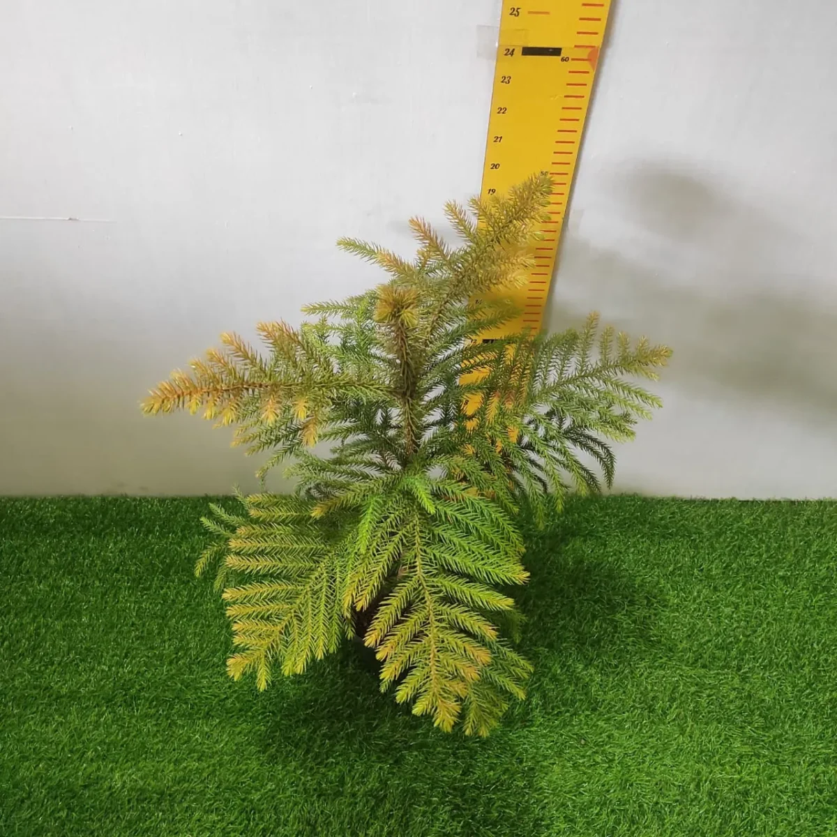 Araucaria cookii (Captain Cook's pine) - Image 4