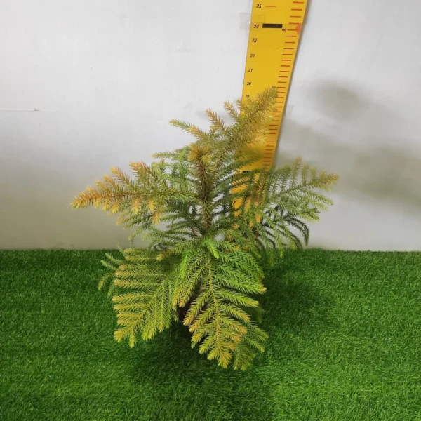Araucaria cookii (Captain Cook's pine) - Image 4