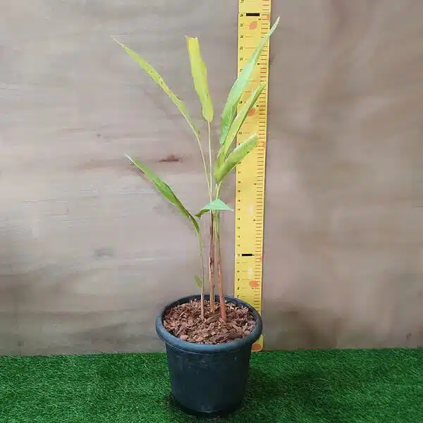 Heliconia Psittacorum - Image 2