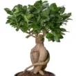 Ficus Microcarpa Ginseng Bonsai Plant - Image 12