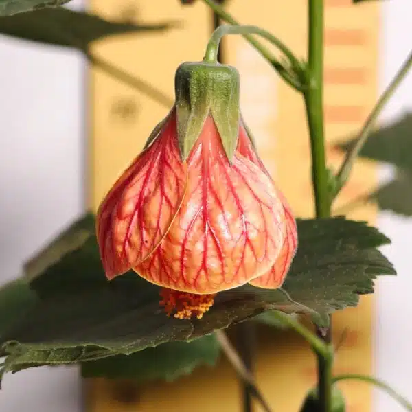 Chinese Lantern Hibiscus (Hibiscus schizopetalus) Red Color - Image 6