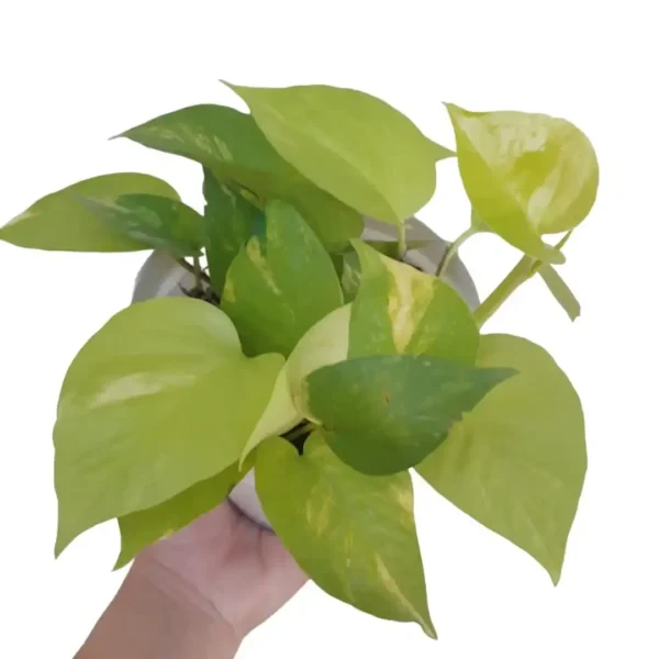 Variegated Neon Pothos (Epipremnum aureum ‘Neon Variegata’) - Image 3