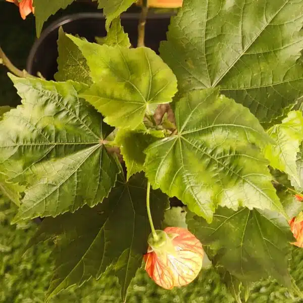 Chinese Lantern Hibiscus (Hibiscus schizopetalus) Red Color - Image 11