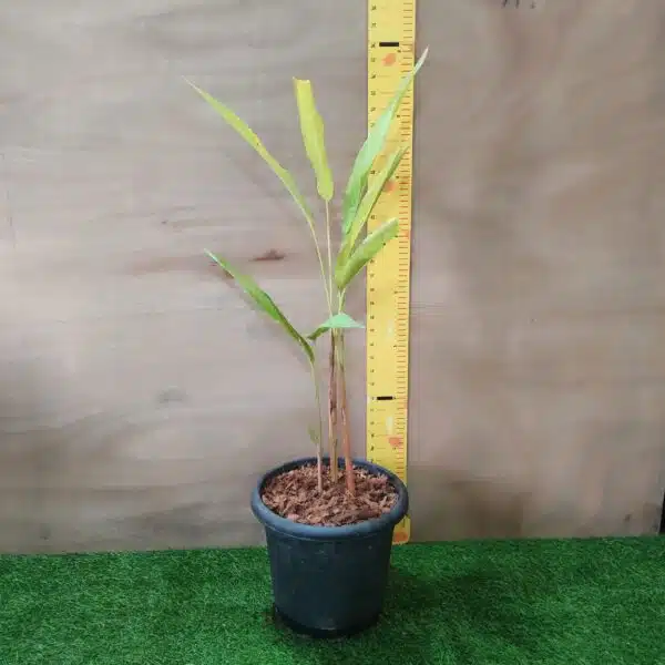 Heliconia Psittacorum - Image 6