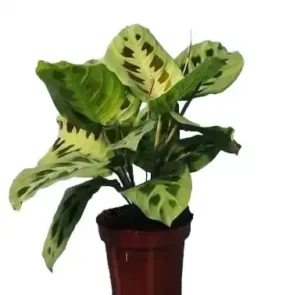 Maranta leuconeura E. Morren var. kerchoviana