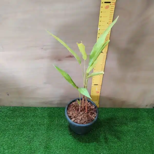 Heliconia Psittacorum - Image 3