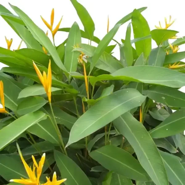 Heliconia Psittacorum - Image 9