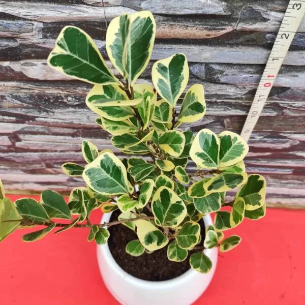 Ficus Triangularis Variegata - Image 4