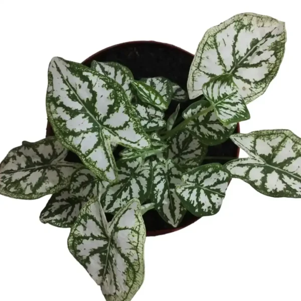 Caladium humboldtii 'Mini White'(Elephant Ear 'Mini) - Image 7