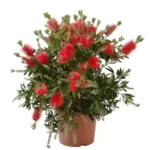 Red bottlebrush (Callistemon citrinus/crimson bottlebrush)