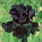 Iris Germanica Superstition (Bearded Iris) Flower Bulb