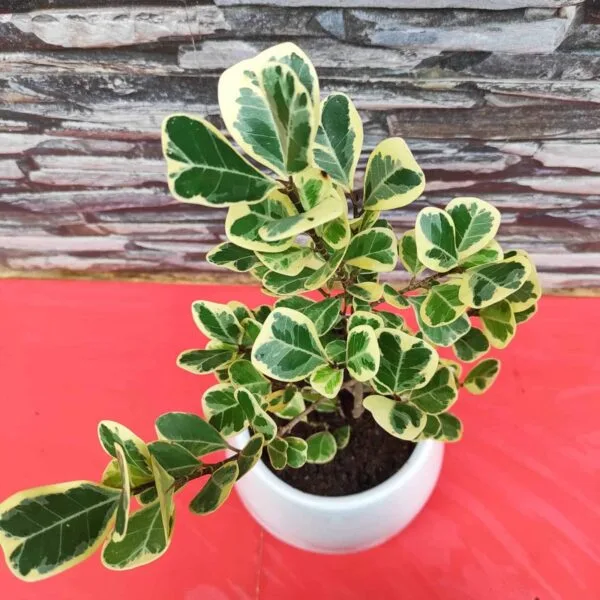 Ficus Triangularis Variegata - Image 2