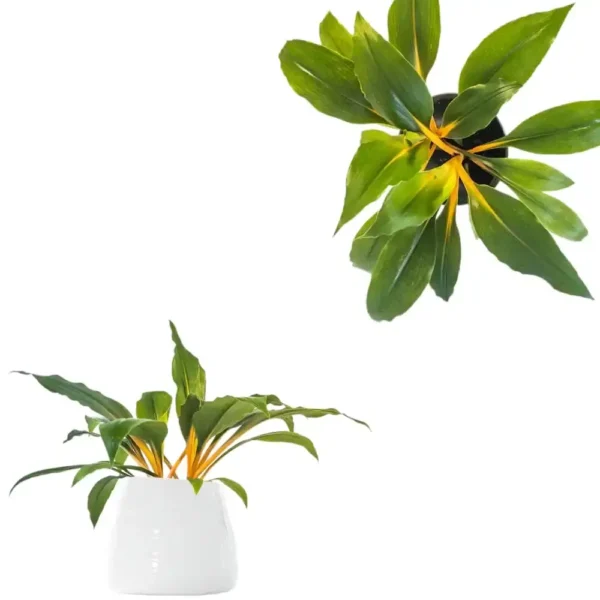 Fire Flash Spider Plant (Chlorophytum orchidastrum ‘Green Orange’) - Image 2