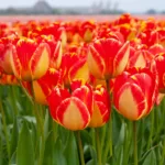 Holland Tulip Banja Luka Bulb