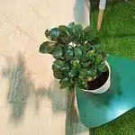 Ficus Microcarpa Ginseng Bonsai Plant - Image 10