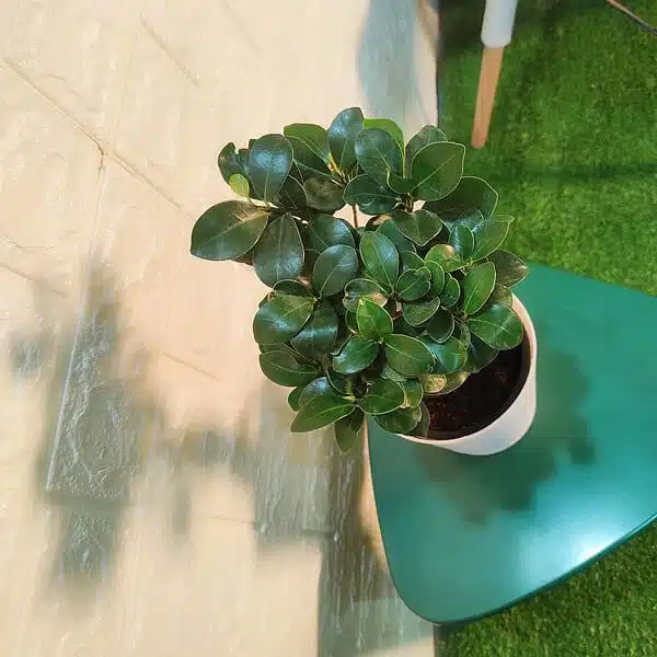 Ficus Microcarpa Ginseng Bonsai Plant - Image 10