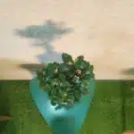 Ficus Microcarpa Ginseng Bonsai Plant - Image 7