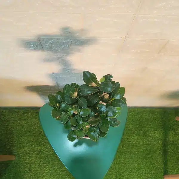 Ficus Microcarpa Ginseng Bonsai Plant - Image 7