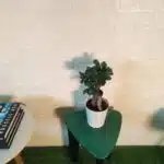 Ficus Microcarpa Ginseng Bonsai Plant - Image 4